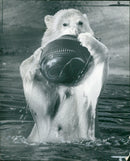 The polar bear:sally at whipsnade zoo. - Vintage Photograph