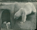 The polar bear: sonja coaxing her twins. - Vintage Photograph