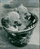 Animal Brown Bear: - Vintage Photograph