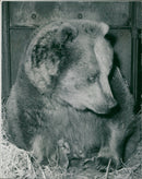 Animal Brown Bear: - Vintage Photograph