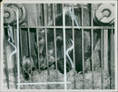Animal Brown Bear: - Vintage Photograph