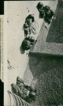 Animal Brown Bear: - Vintage Photograph