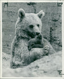 Animal Brown Bear: - Vintage Photograph