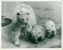 Animal Brown Bear: - Vintage Photograph