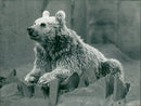 Animal Brown Bear: - Vintage Photograph