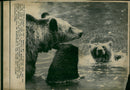 Animal Brown Bear: - Vintage Photograph
