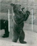 Animal Brown Bear: - Vintage Photograph