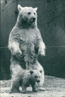 Animal Brown Bear: - Vintage Photograph
