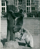 Animal Brown Bear: - Vintage Photograph