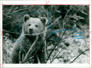Animal Brown Bear: - Vintage Photograph
