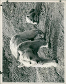 Animal Brown Bear: - Vintage Photograph
