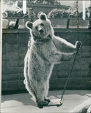 Animal Brown Bear: - Vintage Photograph