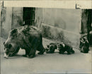 Animal Brown Bear: - Vintage Photograph
