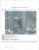 Animal Brown Bear: - Vintage Photograph