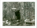 Animal Brown Bear: - Vintage Photograph