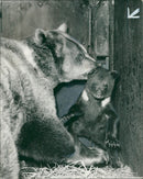 Animal Brown Bear: - Vintage Photograph