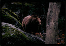 Animal Brown Bear: - Vintage Photograph