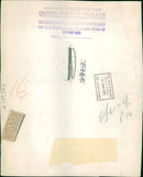 Animal Brown Bear: - Vintage Photograph