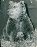 Animal Brown Bear: - Vintage Photograph