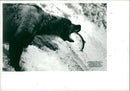 Animal Brown Bear: - Vintage Photograph