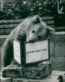 The brown bear: a four month old. - Vintage Photograph