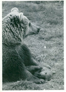 The brown bear: - Vintage Photograph