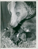 The brown bear: cubs at whipsnade. - Vintage Photograph