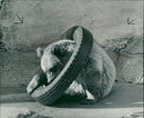 The brown bear: griff cub. - Vintage Photograph