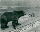 The brown bear: a cautious confrontatio.n - Vintage Photograph