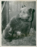 The brown bear: another happy event at whipsnade. - Vintage Photograph