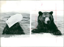 The brown bear:desmond and sarah. - Vintage Photograph