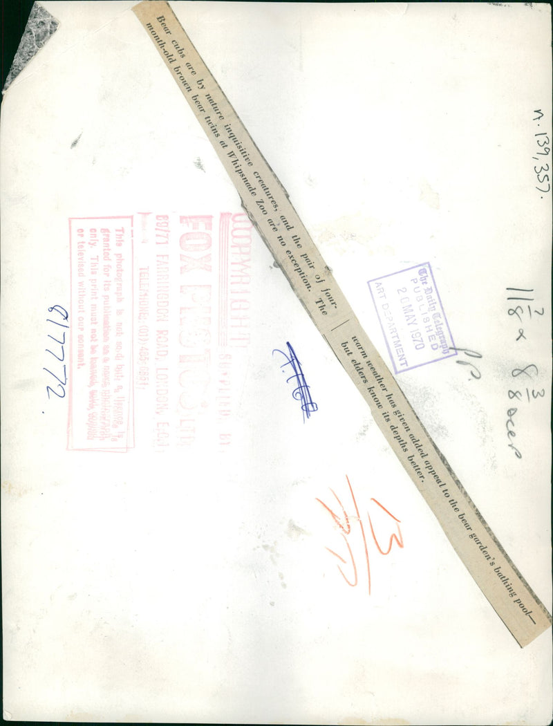 The brown bear: nature inquisitive creatures. - Vintage Photograph