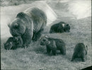 The brown bear: nature inquisitive creatures. - Vintage Photograph