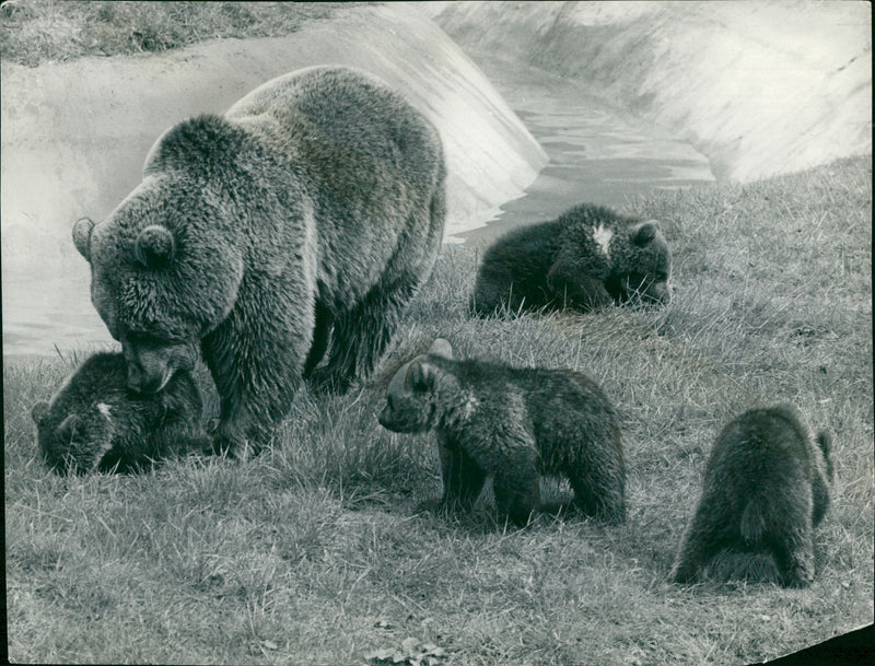The brown bear: nature inquisitive creatures. - Vintage Photograph