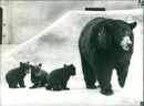 The brown bear: the three black cubs. - Vintage Photograph
