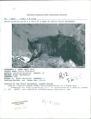 The Black bear. - Vintage Photograph