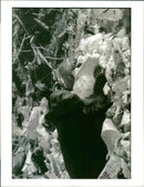 The brown bear: - Vintage Photograph