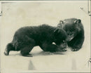 The brown bear:it was playtime. - Vintage Photograph