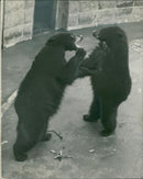 The brown bear: london zoos latest arrivals. - Vintage Photograph