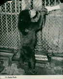 The brown bear: army sun bear. - Vintage Photograph
