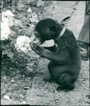 The brown bear: from the jungle. - Vintage Photograph