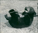 The brown bear: velvet one of the pair. - Vintage Photograph