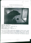 The brown bear: sit in a cage. - Vintage Photograph