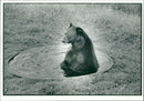 The brown bear: - Vintage Photograph