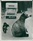 The brown bear: traffic in the road. - Vintage Photograph