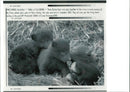 The brown bear: three baribal cubs. - Vintage Photograph
