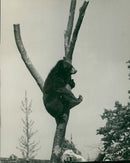 The brown bear: features at the regents. - Vintage Photograph