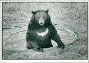 Animal: Brown Bear - Vintage Photograph