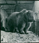 Animal: Brown Bear - Vintage Photograph