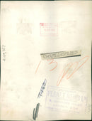 Animal: Brown Bear - Vintage Photograph